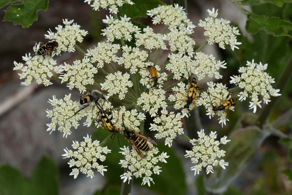 Dolichovespula norwegica maschio (Vespidae)